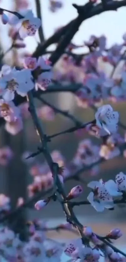 Cherry blossom tree with pink flowers in tranquil setting.