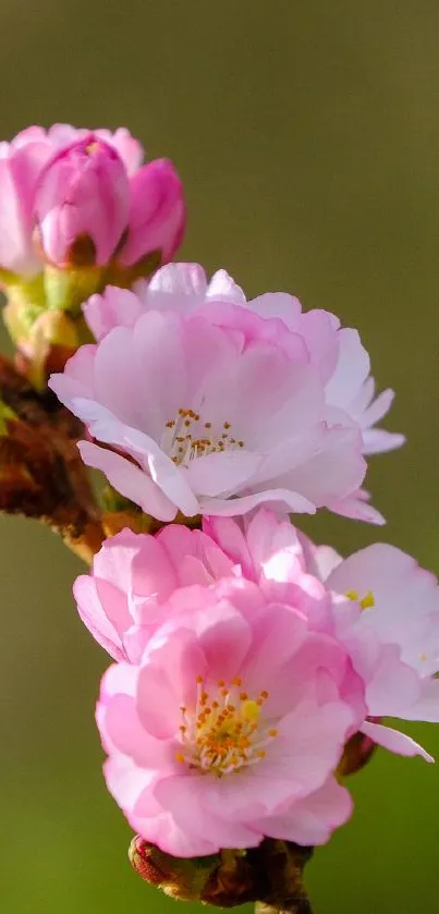 Pink cherry blossom flowers on a branch with a gentle green background.