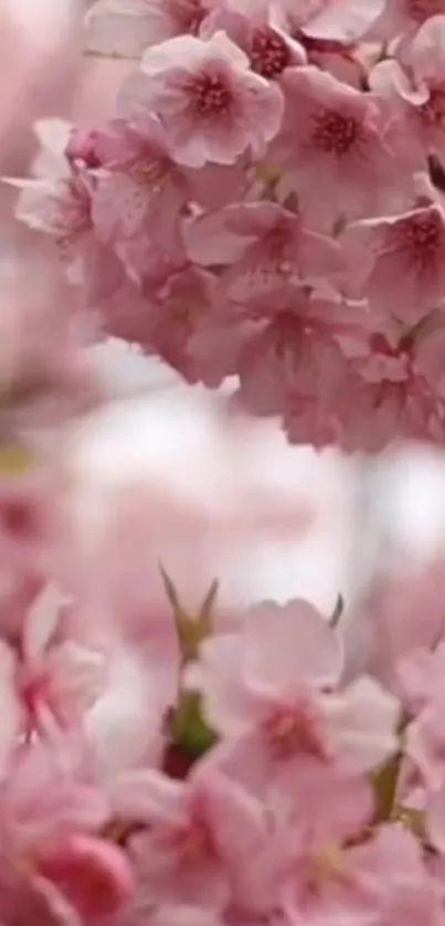 Mobile wallpaper of pink cherry blossoms in full bloom.