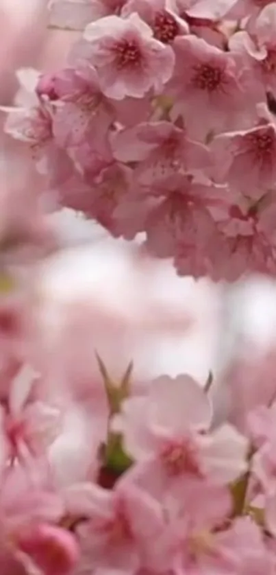 Mobile wallpaper featuring pink cherry blossoms in full bloom.