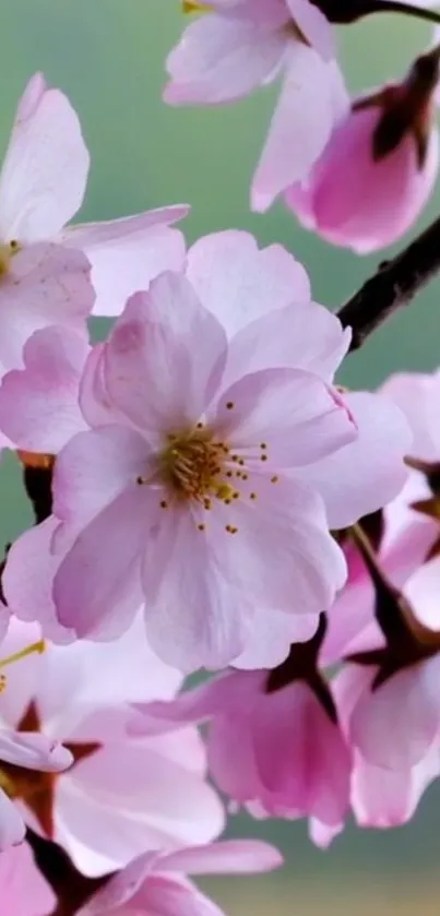 Mobile wallpaper of cherry blossoms with pink petals and serene background.