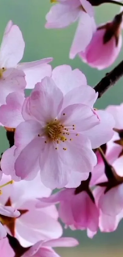 Serene cherry blossom wallpaper with pink and white flowers on a mobile screen.