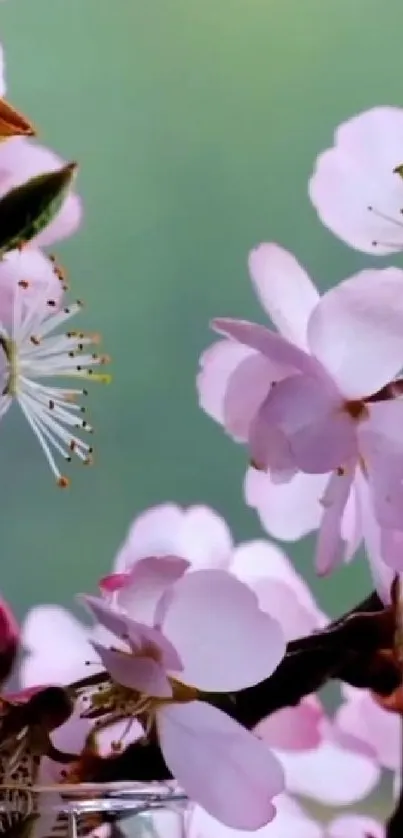 Cherry blossom wallpaper with pink and white flowers on a green background.