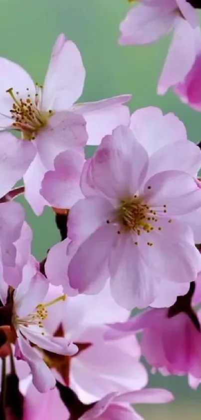 Cherry blossom wallpaper with pink flowers.