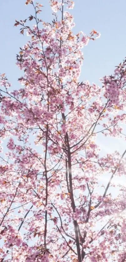 Cherry blossom branches with pink flowers against a clear blue sky.