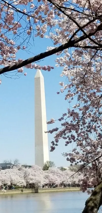 Washington Monument framed by pink cherry blossoms.