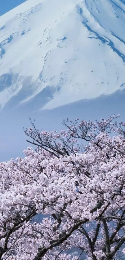 Cherry blossoms with Mount Fuji in the background, showcasing Japan's natural beauty.