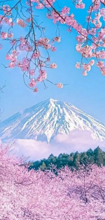 Cherry blossoms frame a snowy mountain under a clear blue sky.