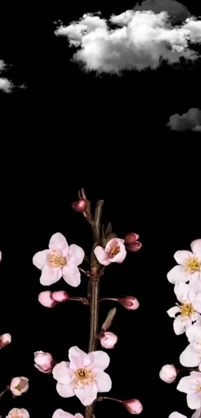 Cherry blossoms with clouds on black background wallpaper.