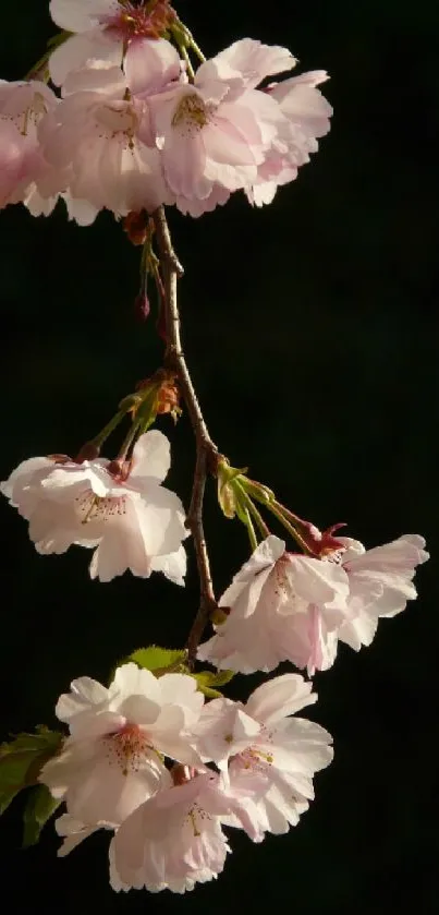 Cherry blossoms hanging gracefully against a dark background.