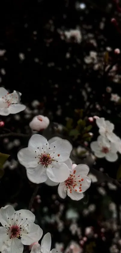 Elegant cherry blossoms on dark background wallpaper.