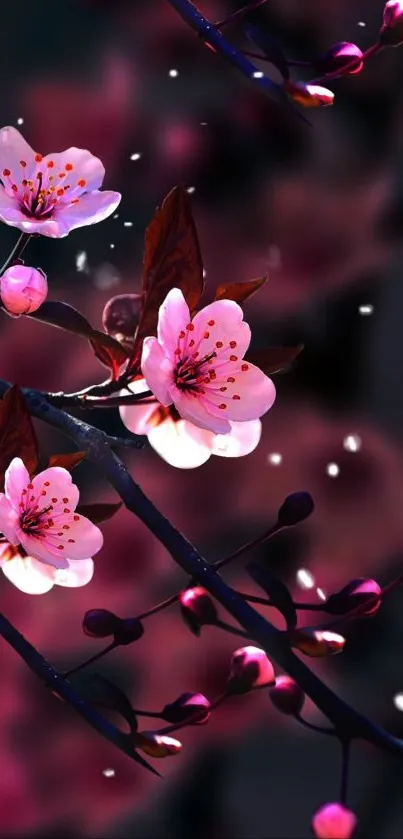 Cherry blossoms with pink petals at night.