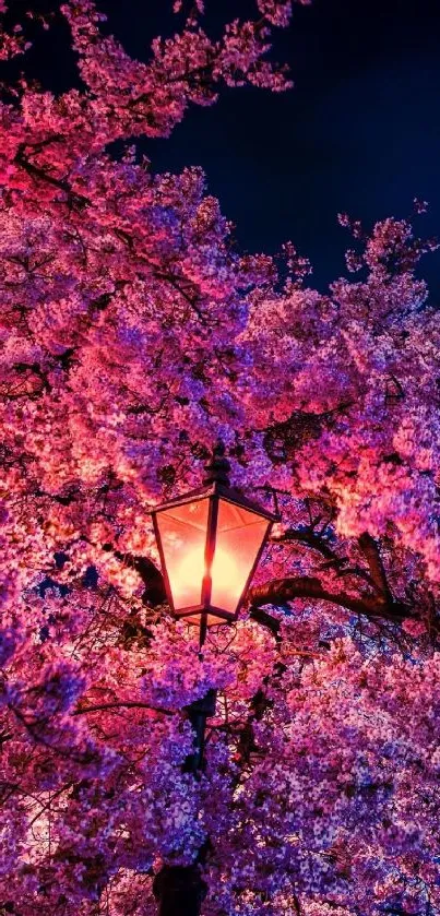 Cherry blossoms with a glowing lantern at night.