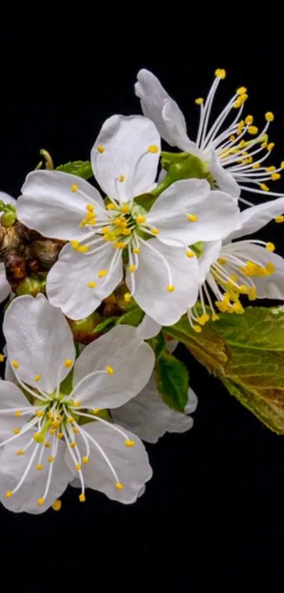 Cherry blossom flowers on a black background.