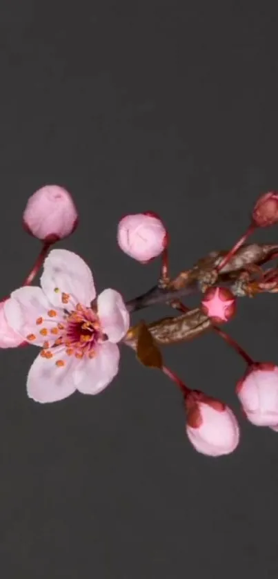 Cherry blossom branch on dark background mobile wallpaper.