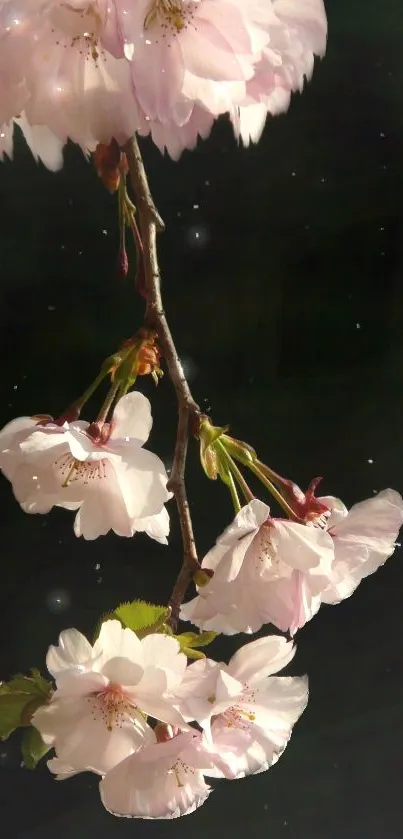 Cherry blossoms on a dark, starry night background, enhancing elegance.