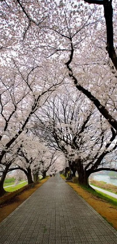 Cherry blossom trees forming a beautiful path in spring.