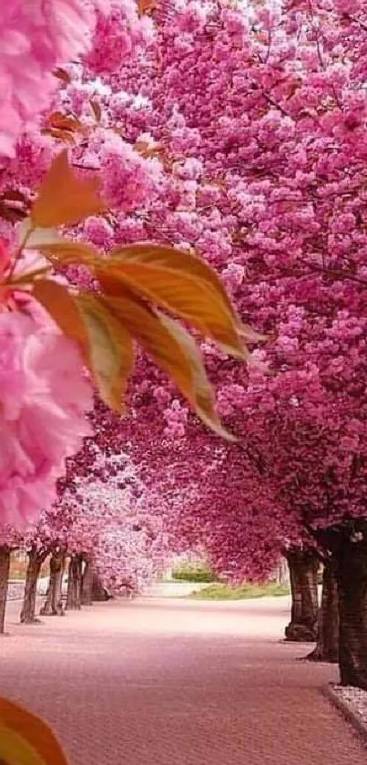 Pathway lined with vibrant pink cherry blossoms.