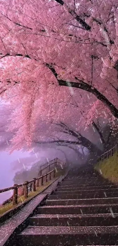 Pathway under cherry blossoms in pink blossom season.