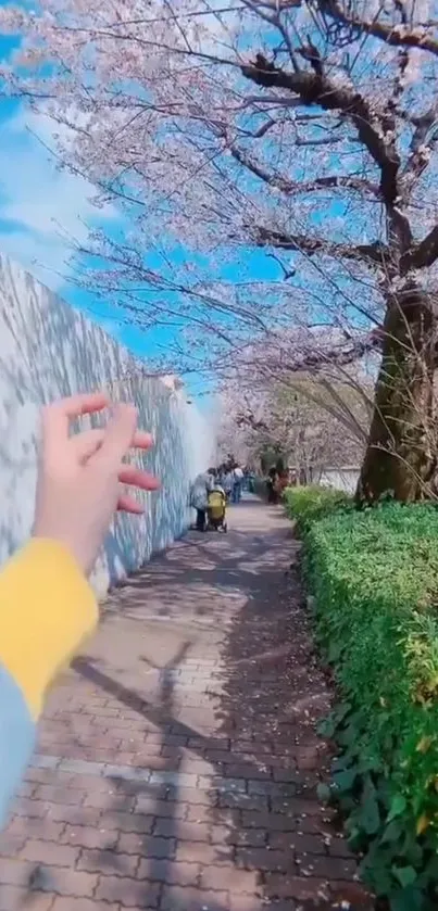 Cherry blossoms under blue sky on path.