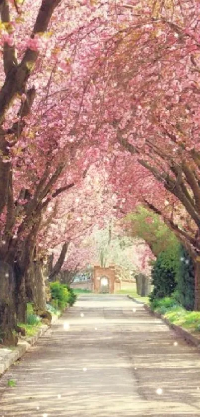 Cherry blossom trees create a pink floral tunnel over a serene pathway.