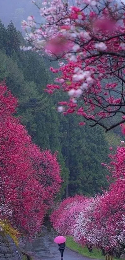 Cherry blossom pathway with pink flowers and green trees in a serene setting.