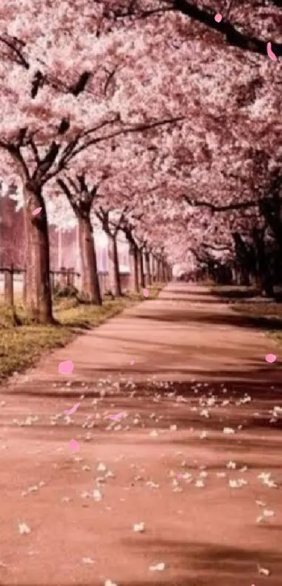 Serene cherry blossom pathway wallpaper with pink hues.