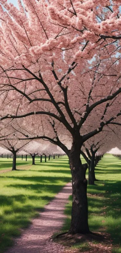 Cherry blossom trees lining a pathway with green grass.