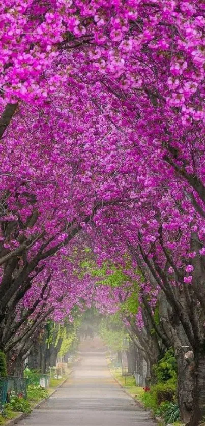 Mobile wallpaper of a scenic cherry blossom pathway with pink flowers.