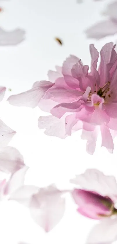 Soft pink cherry blossom petals on white background.