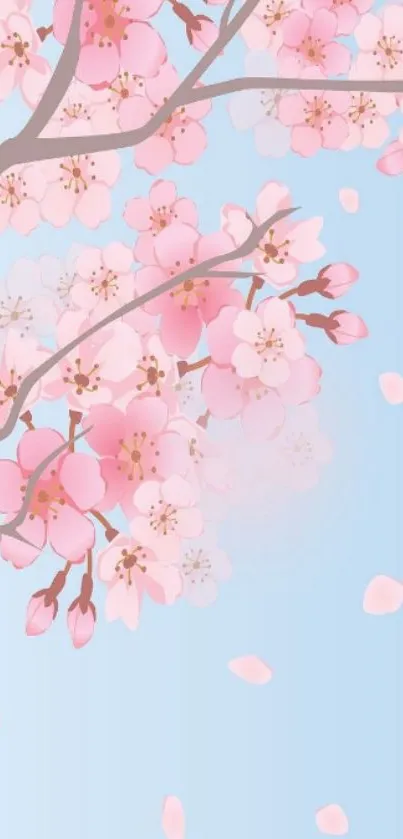 Mobile wallpaper of cherry blossoms on a sky blue background.