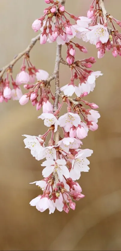 Cherry blossom branch with pink flowers in focus against a beige background.