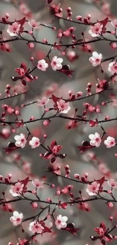 Cherry blossom branches with pink flowers on a seamless wallpaper design.