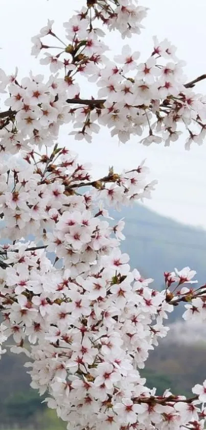 Cherry blossom branch with white flowers in a scenic background.