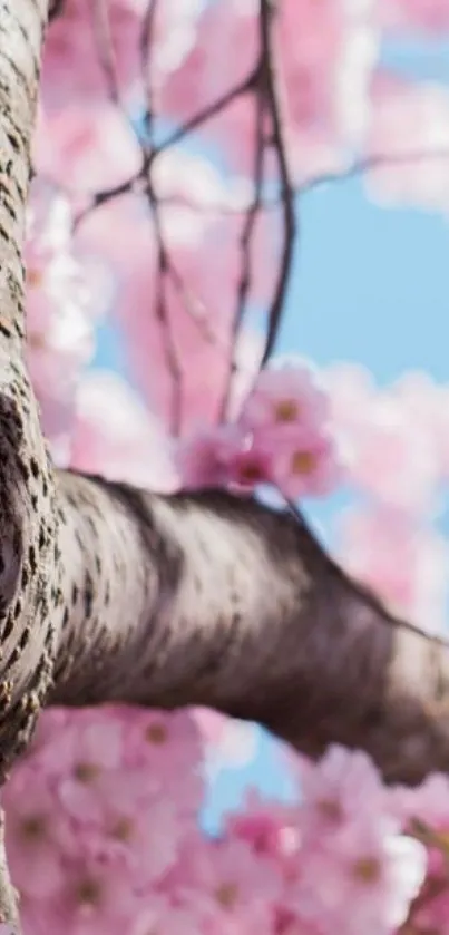 Cherry blossoms with a blue sky background.