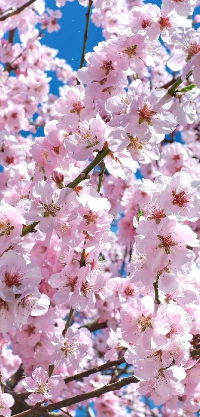 Cherry blossoms against a clear blue sky in a serene mobile wallpaper.