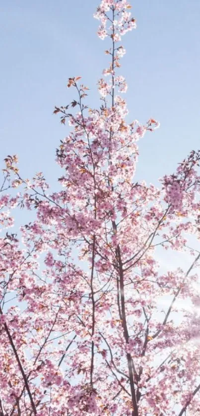 Cherry blossom tree against blue sky.