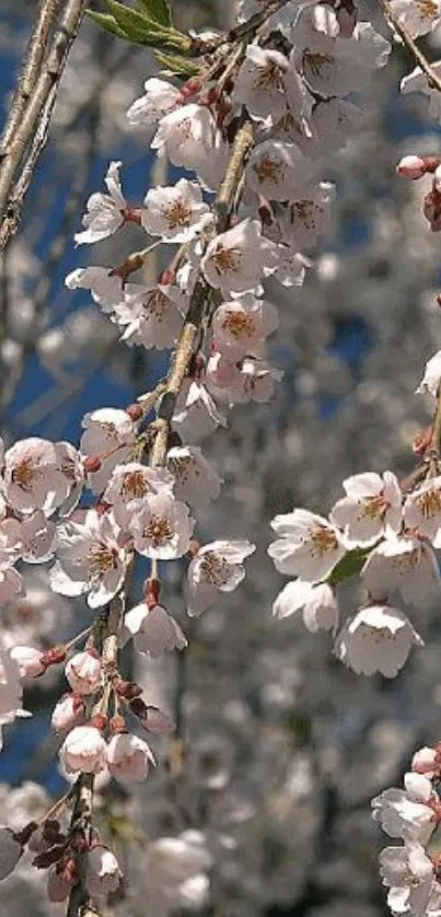 Mobile wallpaper of cherry blossoms in full bloom on tree branches.