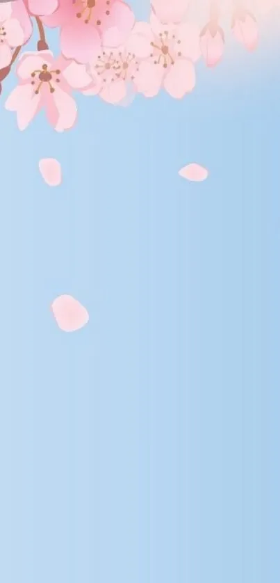 Cherry blossoms with pink petals on a soft blue background for phone wallpaper.