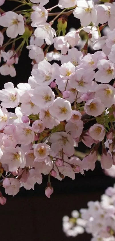 Cherry blossom branch with pink flowers on dark background.