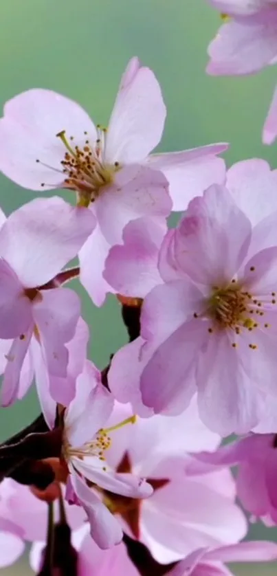 Serene cherry blossom wallpaper with pink petals and a green background.