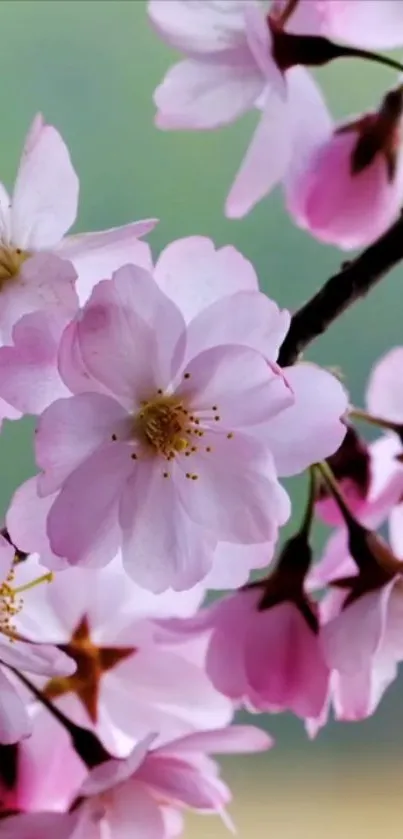 Cherry blossom mobile wallpaper with pink flowers and budding branches.