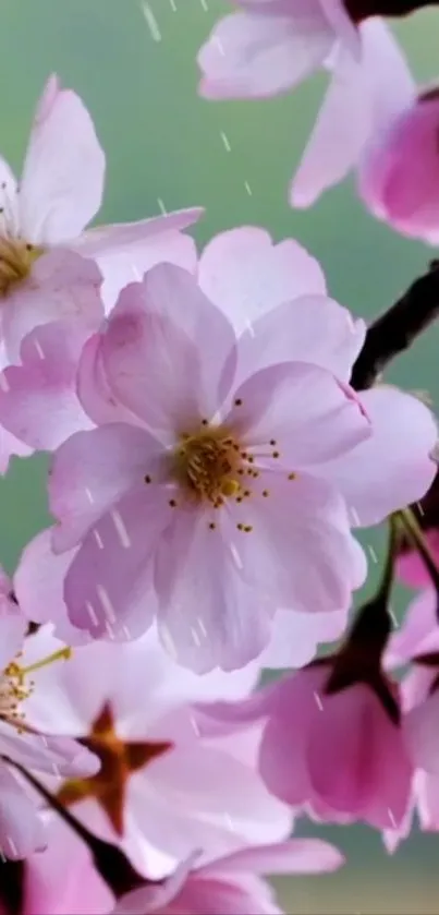 Cherry blossom with raindrops on branches, featuring pink petals.