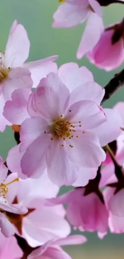 Cherry blossom branch with pink petals against a blurred background.