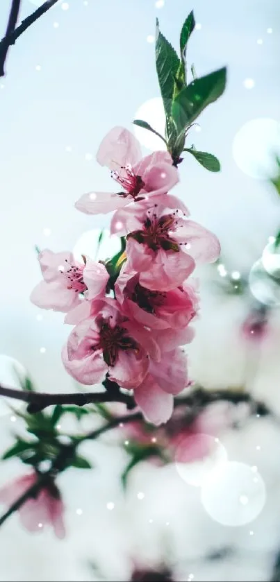 Cherry blossoms with pink petals against a subtle blue bokeh background.