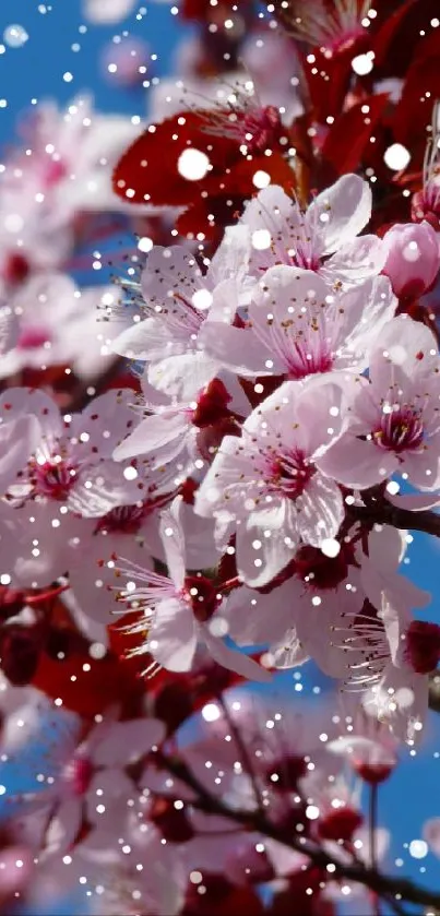 Cherry blossoms with pink petals against blue sky.