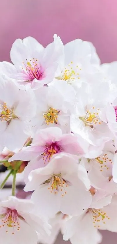 Cherry blossom wallpaper with pink and white petals, nature-inspired design.