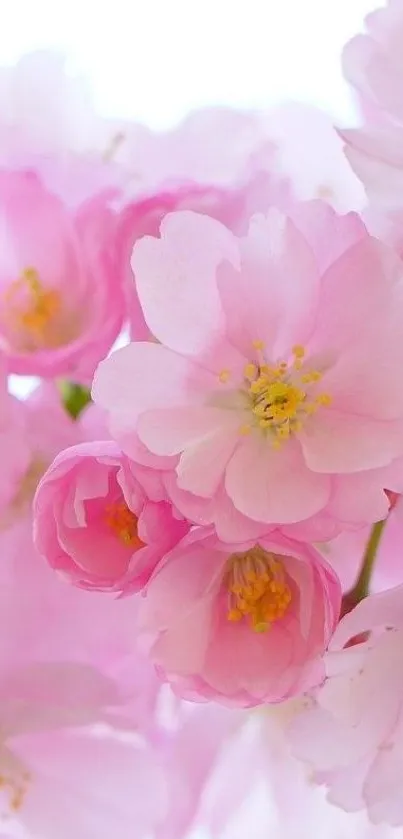 Beautiful pink cherry blossoms in soft lighting for a calming mobile wallpaper.