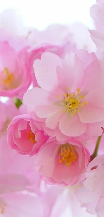 Cherry blossom mobile wallpaper with pink flowers and soft background.