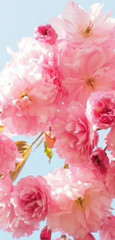 Beautiful pink cherry blossoms against a blue sky.